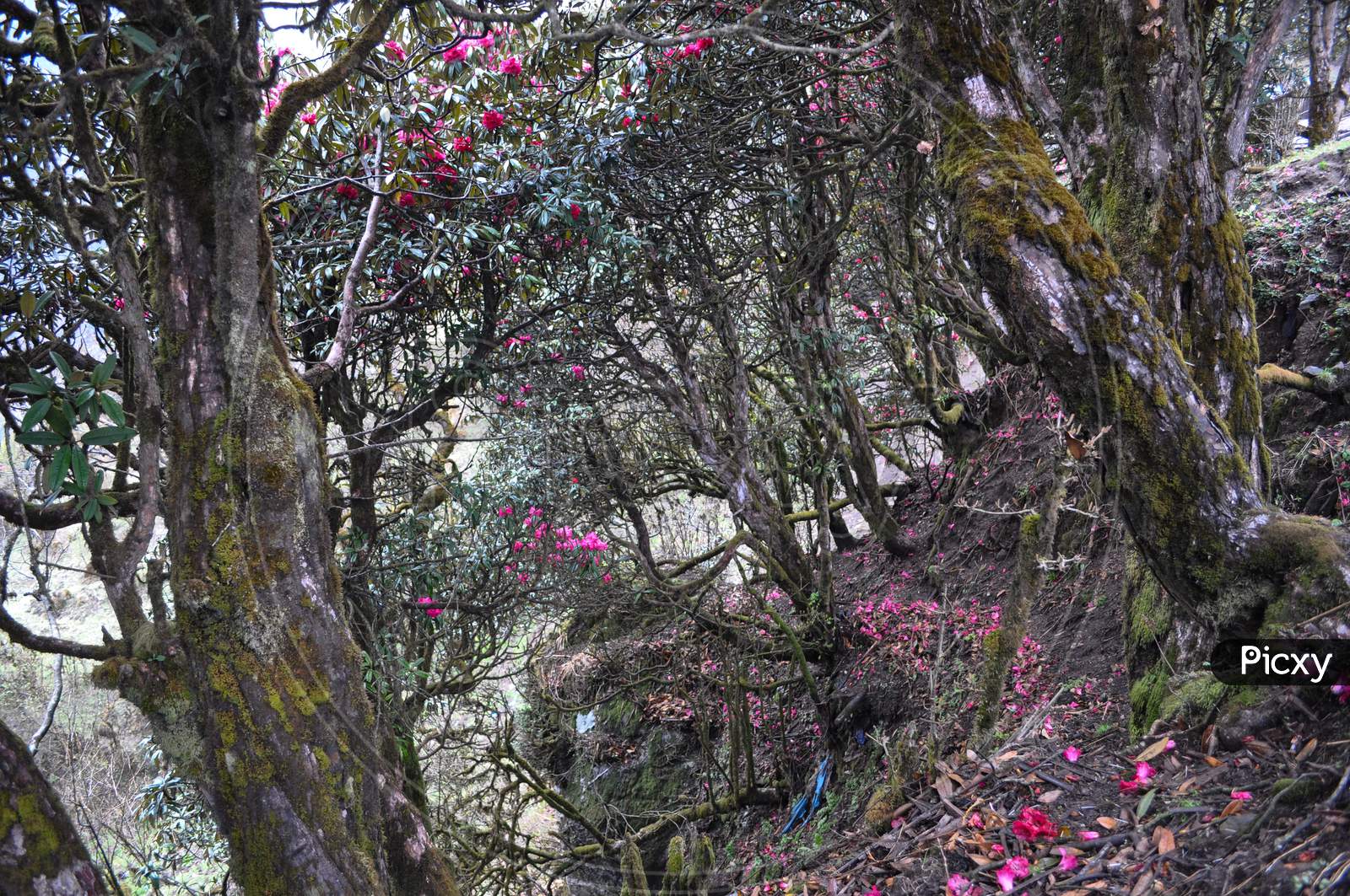 Virgin Forest With Bloomed Red Rhododenron Trees