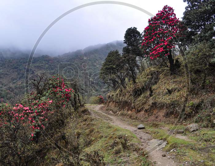 Virgin Forest With Bloomed Red Rhododenron Trees
