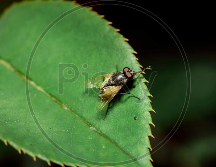 Housefly on a green leaf