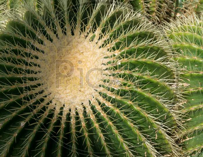 Golden Barrel Cactus (Echinocactus Grusonii)