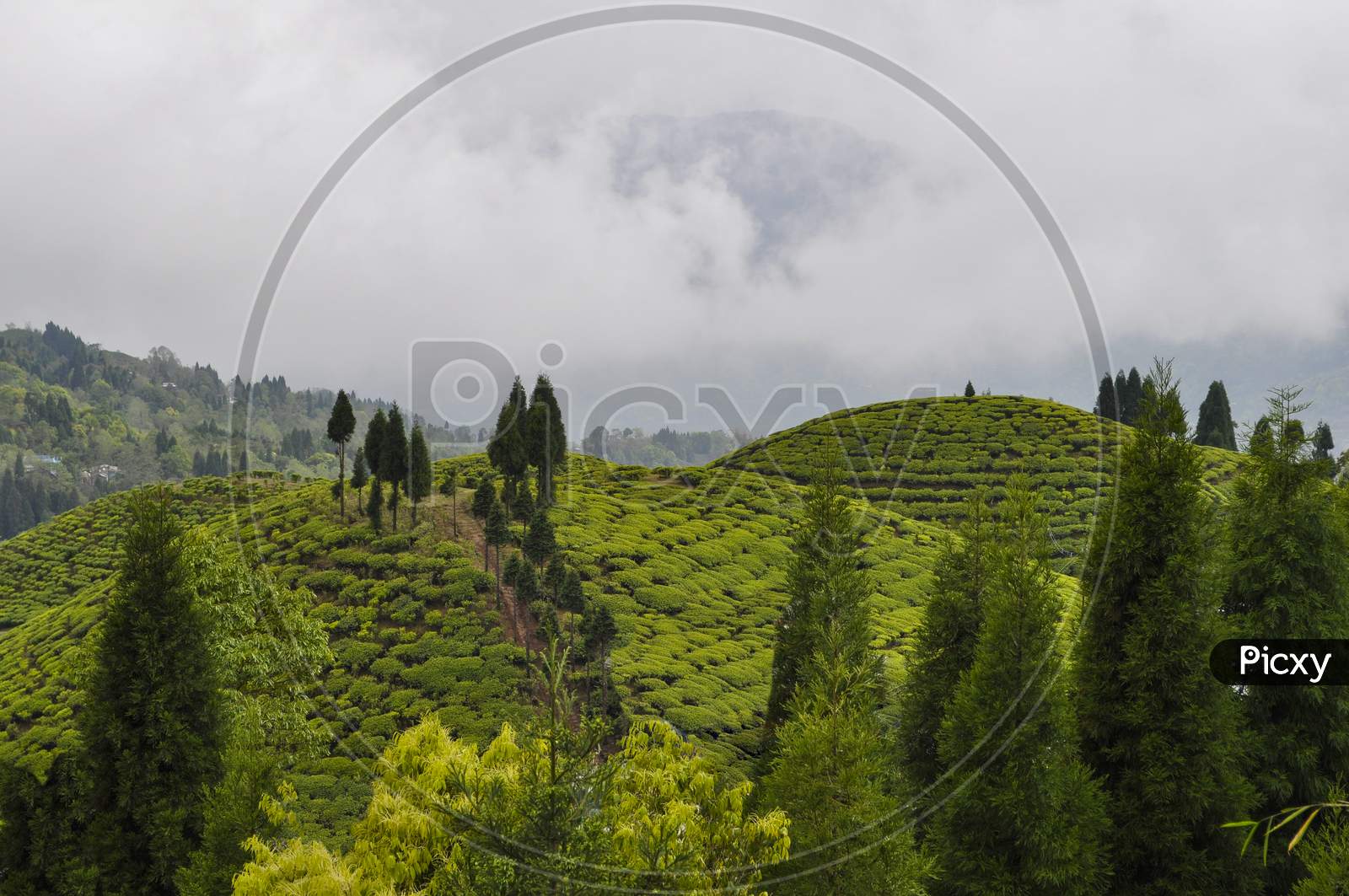 Organic Tea Garden In Darjeeling District.
