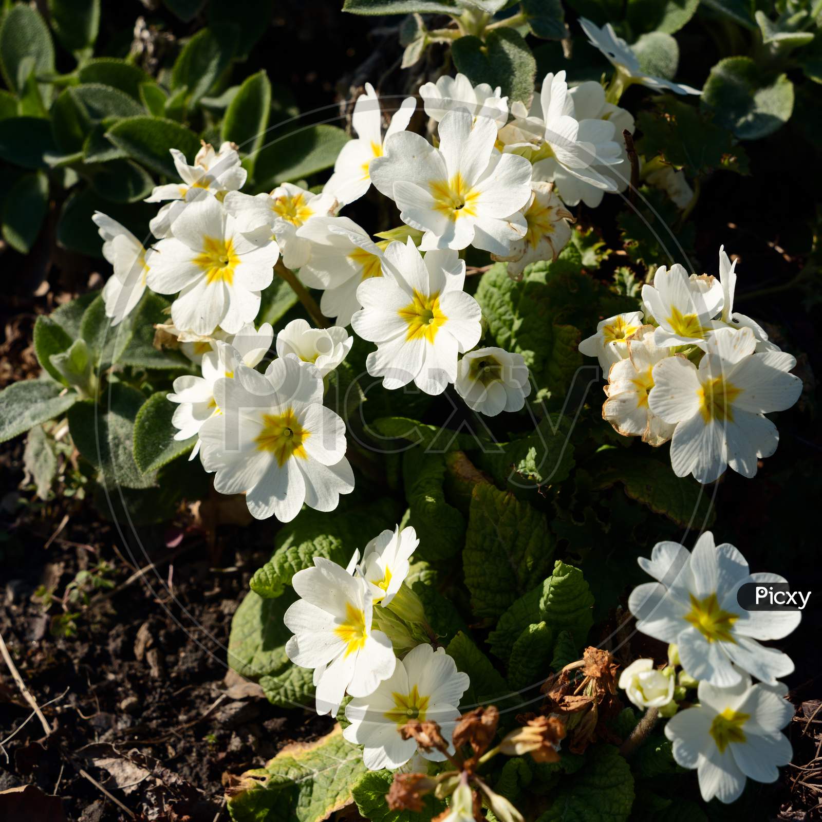 A Group Of Yellow Primroses Flowering In The Spring Sunshine
