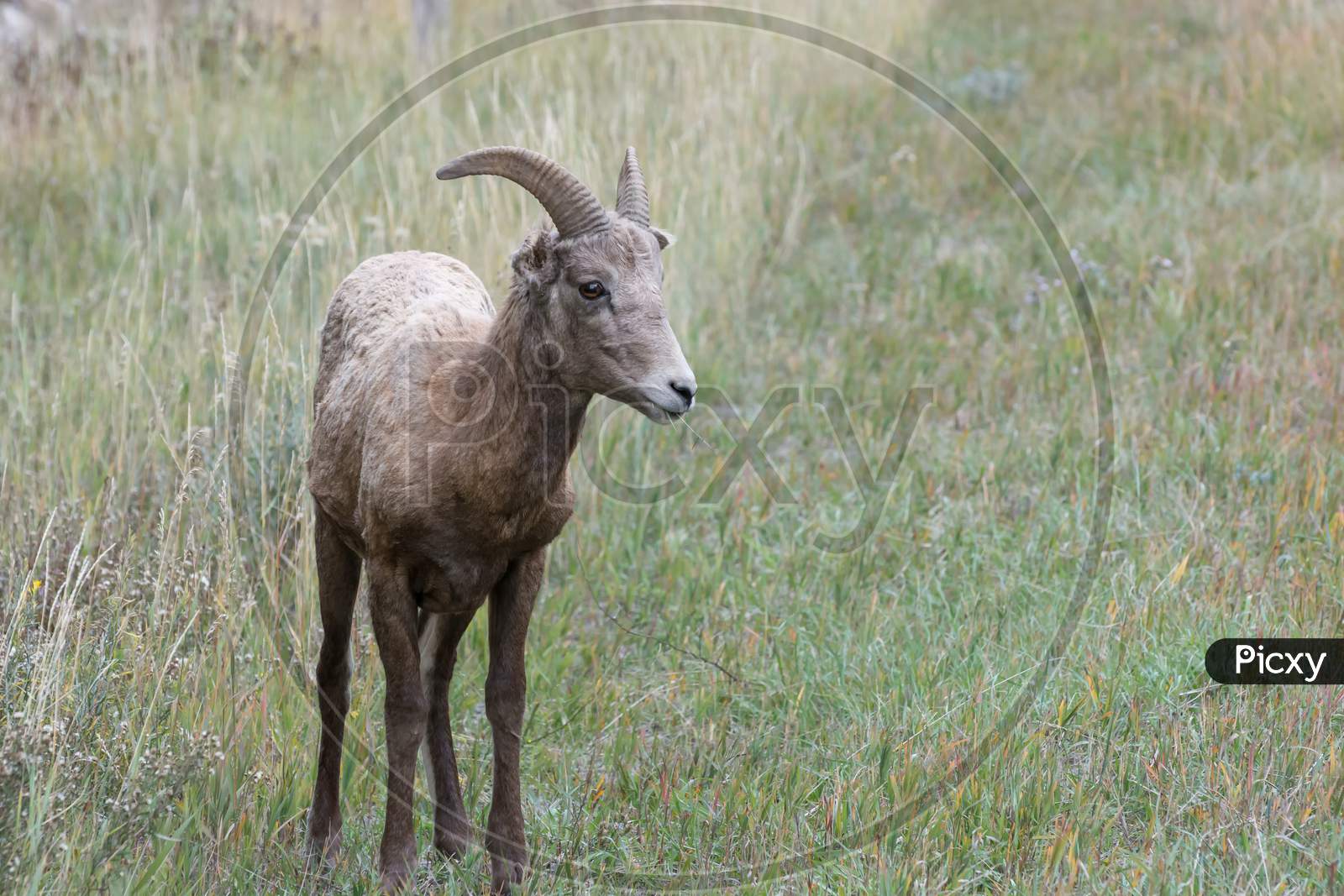 Bighorn Sheep (Ovis Canadensis)