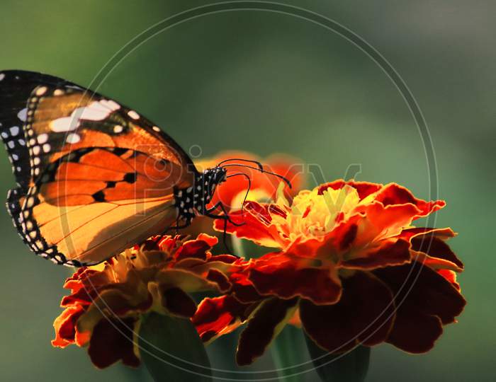 beautiful plain tiger or african monarch or african queen butterfly (danaus chrysippus) collecting nectars from flowers and help to pollination, butterfly garden in india