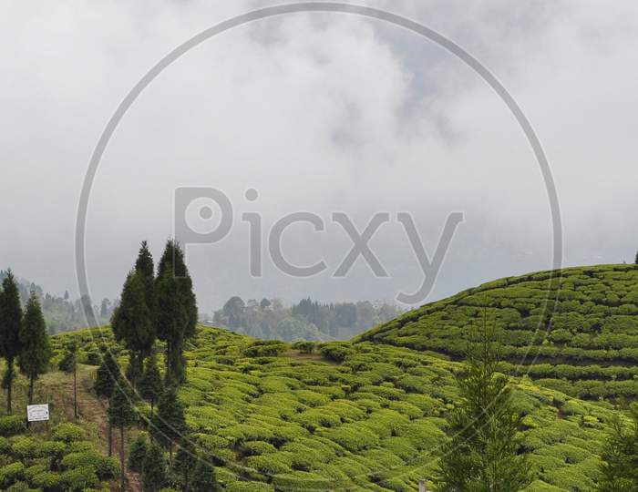 A Heavenly Tea Plantation In Darjeeling