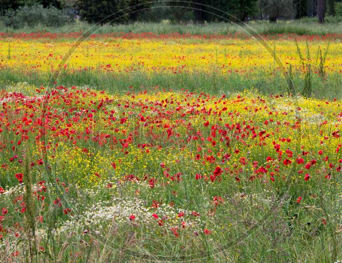 A Field Of Spring Flowers In Castiglione Del Lago Province Of Perugia