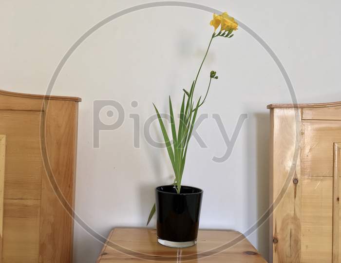 Freesia plant in a pot with yellow flowers in bedroom