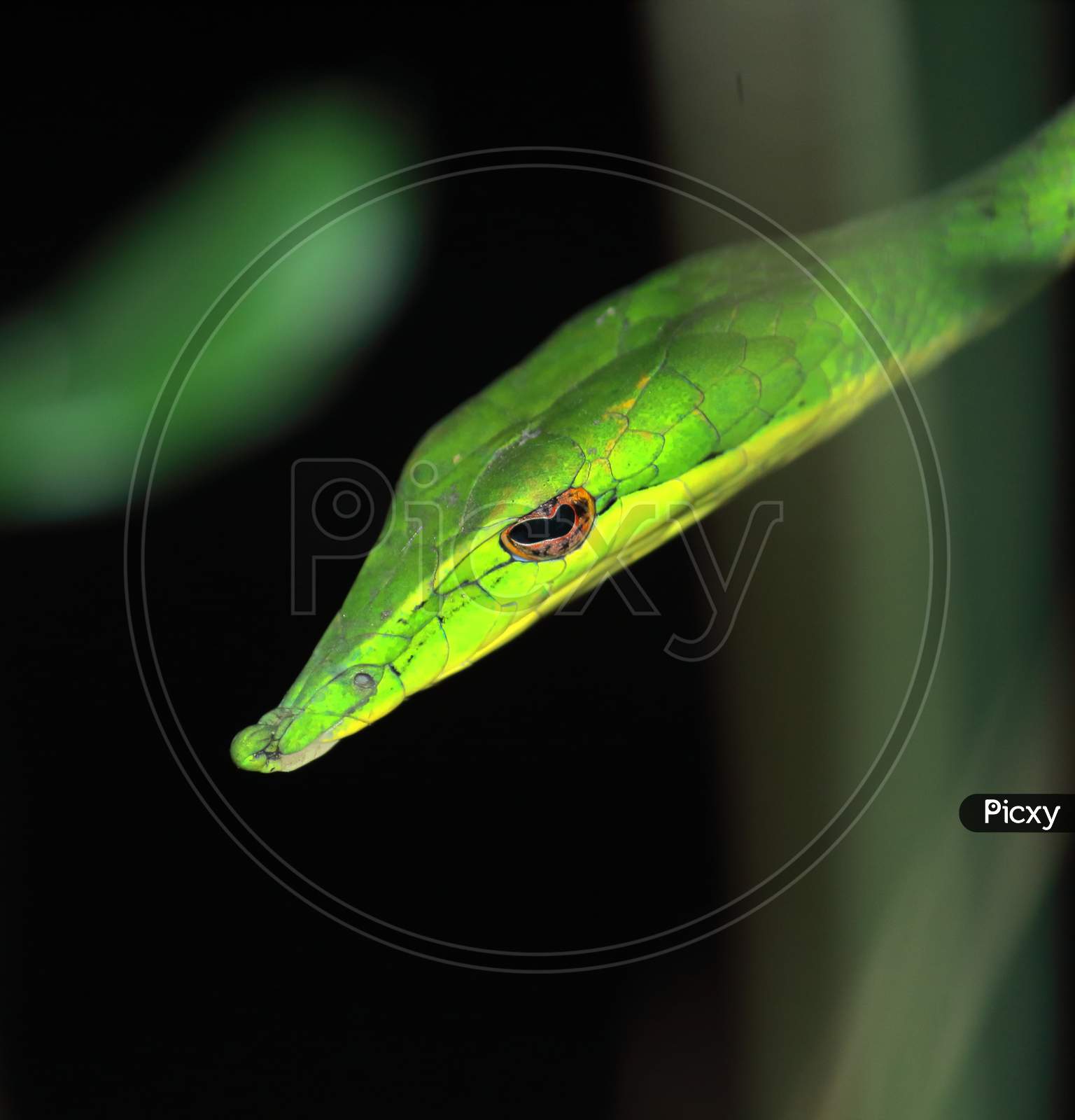 close up view of beautiful and mildly venomous common green vine snake or sri lankan green vine snake or long nosed whip snake (ahaetulla nasuta), tropical rainforest of india