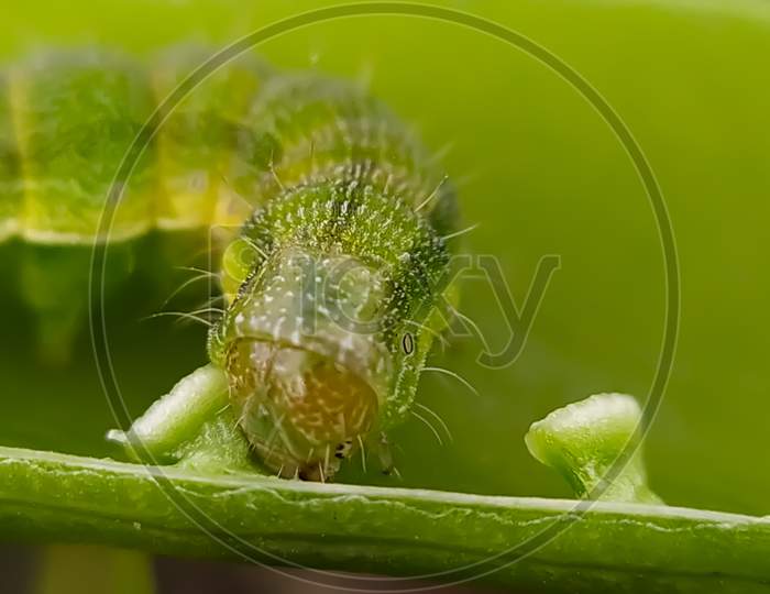 Image Of Helicoverpa Zea On Leaf In Indian Village Image Corn Earworm