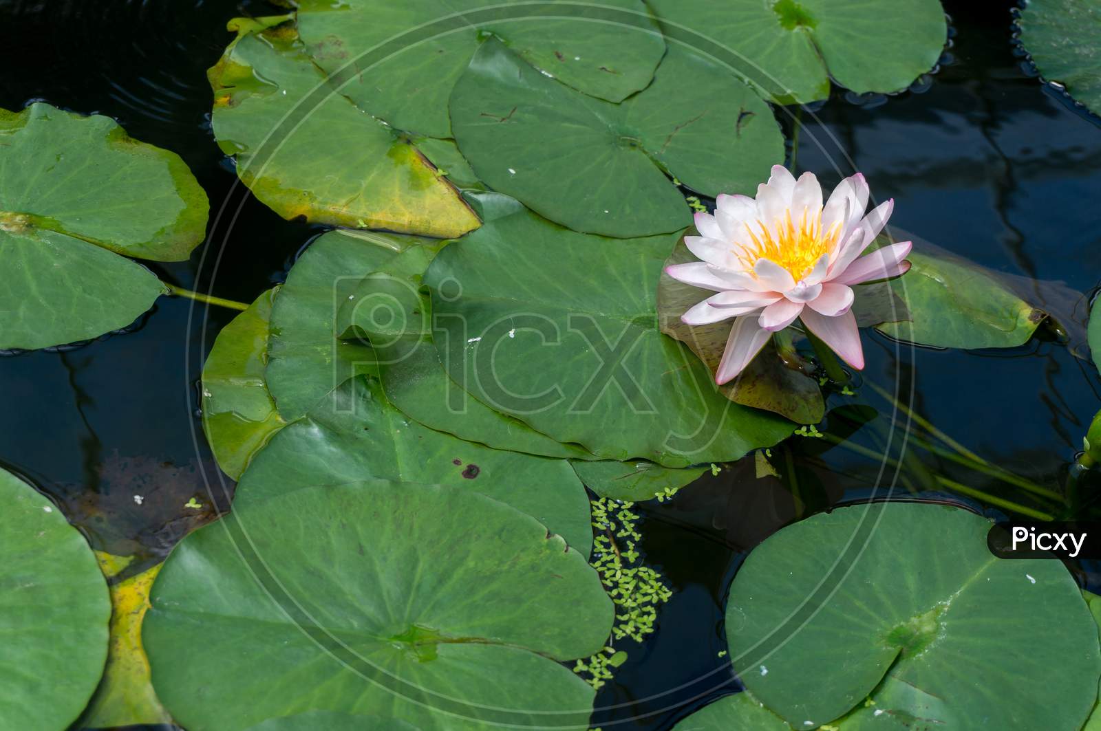 Lotus Flower (Nelumbo Nucifera)