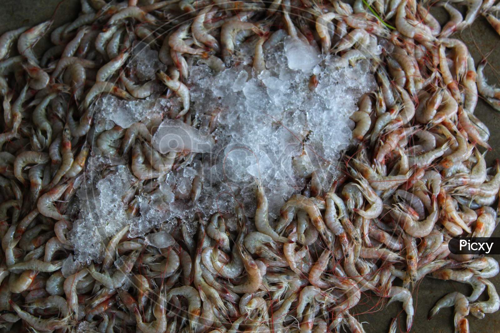 large bunch of freshly harvested shrimp with ice