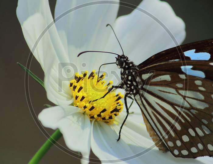 close up view of blue tiger butterfly (tirumala limniace) sitting on a flower and collecting nectars in springtime