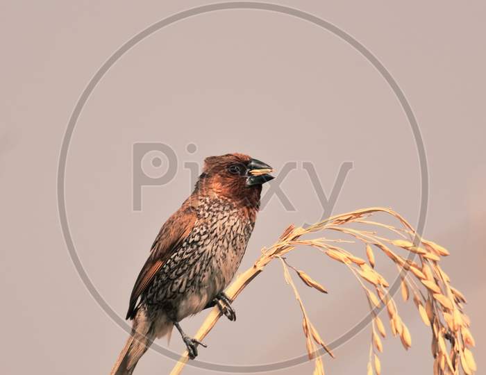 A spotted munia or scaly breasted munia or lonchura punctulata or nutmeg mannikin is perching on a sheaf of paddy in a field