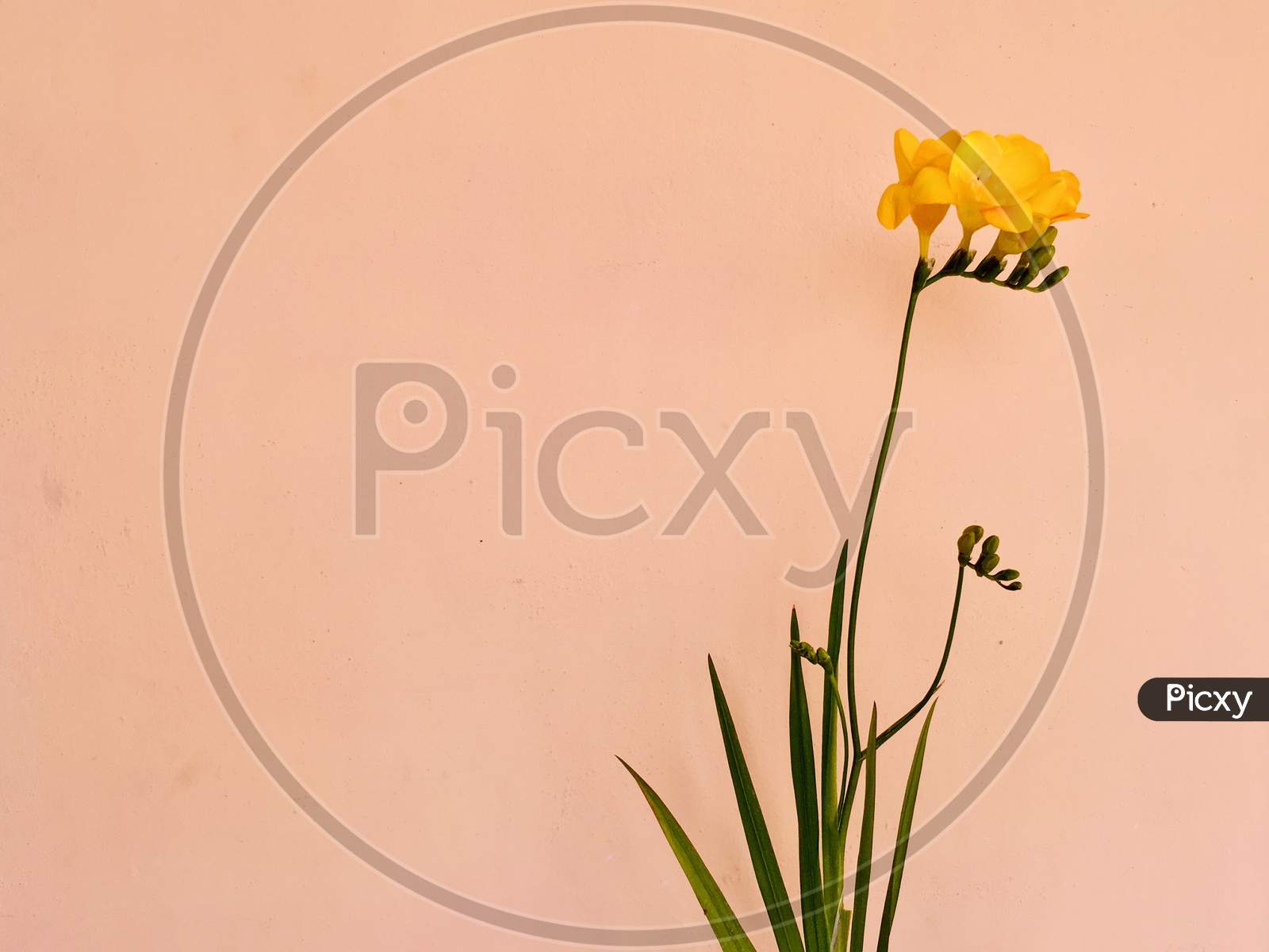 Yellow Freesia flower
