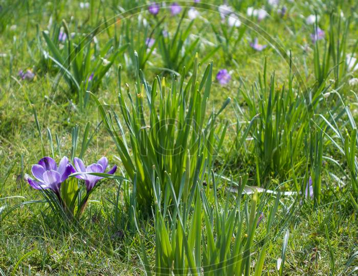 Crocuses Flowering In Springtime