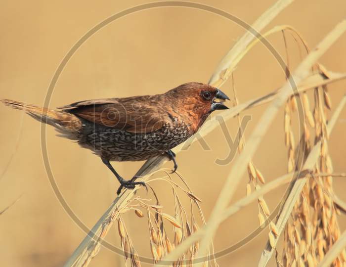 A spotted munia or scaly breasted munia or lonchura punctulata or nutmeg mannikin is perching on a sheaf of paddy in a field