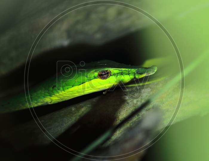 close up view of beautiful and mildly venomous common green vine snake or sri lankan green vine snake or long nosed whip snake (ahaetulla nasuta), tropical rainforest of india