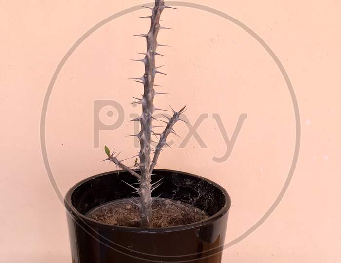 Crown Of Thrones Euphorbia Milii Plant Potted In A Black Glass Pot