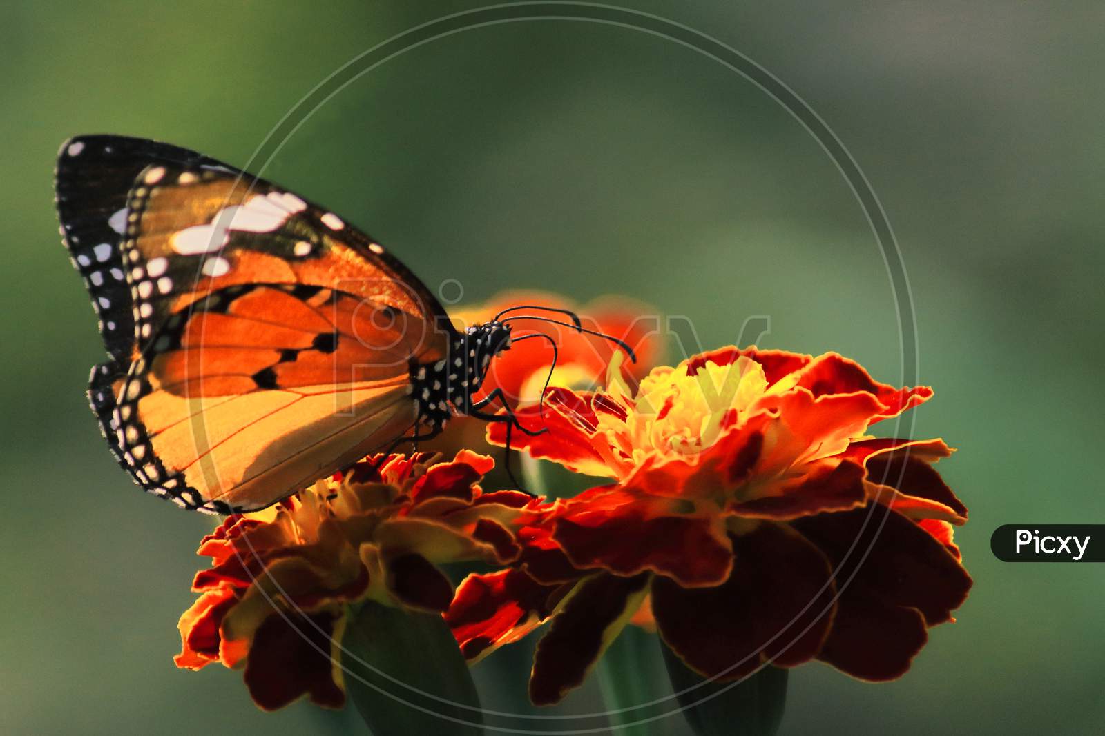 beautiful plain tiger or african monarch or african queen butterfly (danaus chrysippus) collecting nectars from flowers and help to pollination, butterfly garden in india