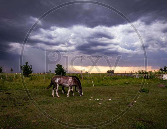 Beautiful Horses Of Brown And White Colors In The Field. Equines In Their Home On A Stormy Day.
