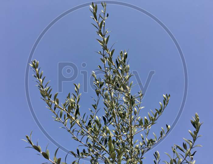 Olive Tree with a blue sky