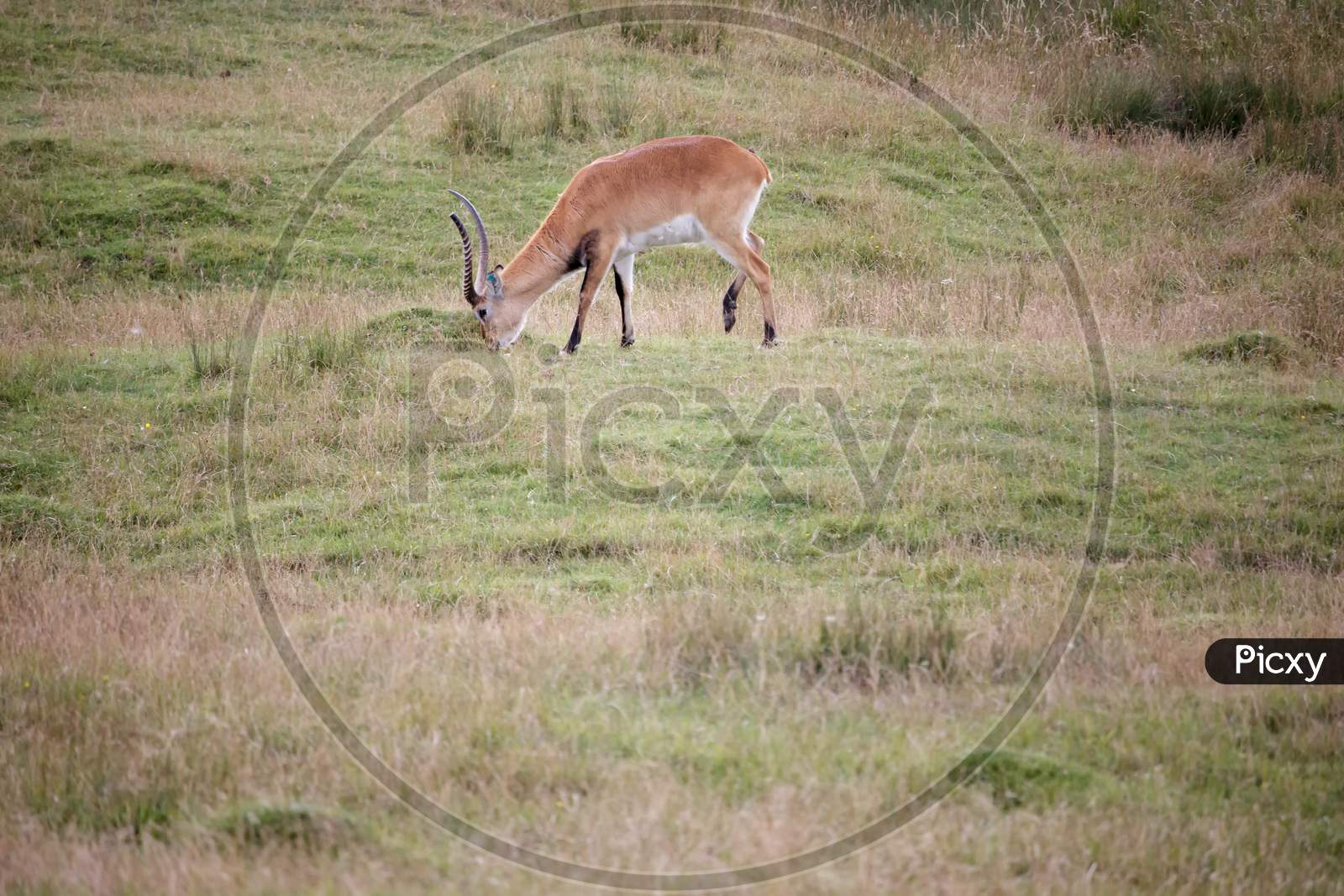 Red Lechwe Antelope (Kobus Leche)
