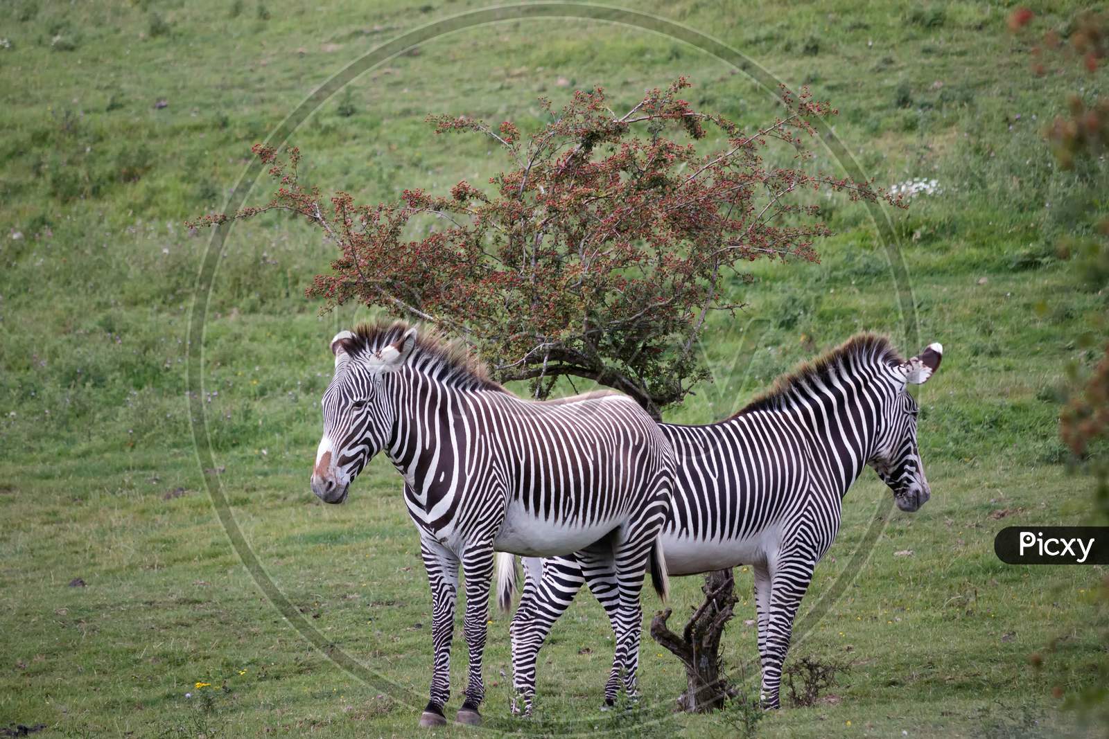 Grévy'S Zebra (Equus Grevyi)