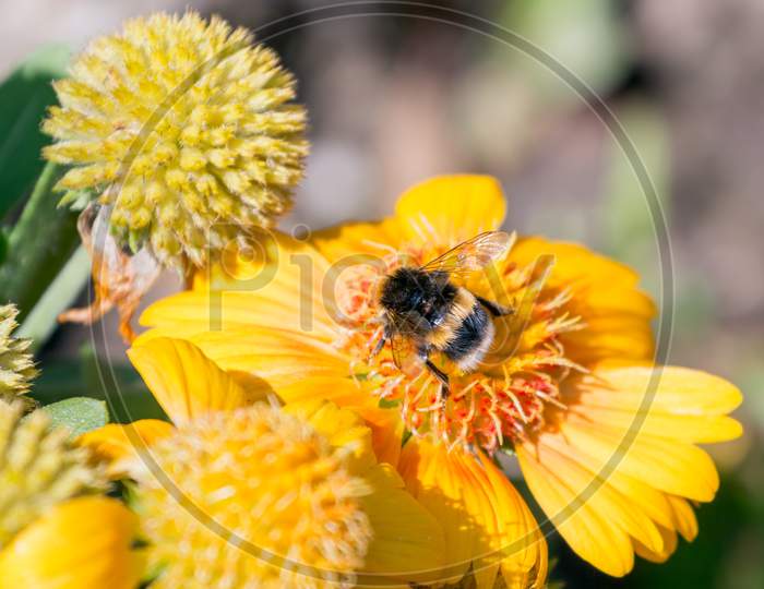 Bee Feeding On A Yellow Daisy Cultivated Flower
