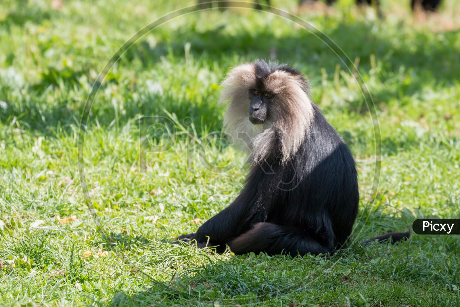 Lion-Tailed Macaque (Macaca Silenus) Sitting On The Grass In The Sunshine