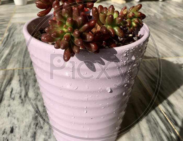 Sedum Rubrotinctum Jelly Bean Succulent Plant, Pork and Beans succulents in a beautiful ceramic pot