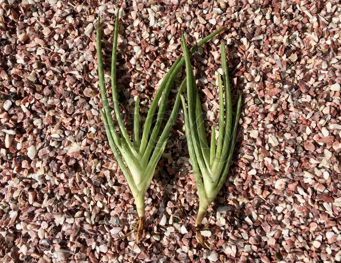 Aloe Vera pups with roots top view