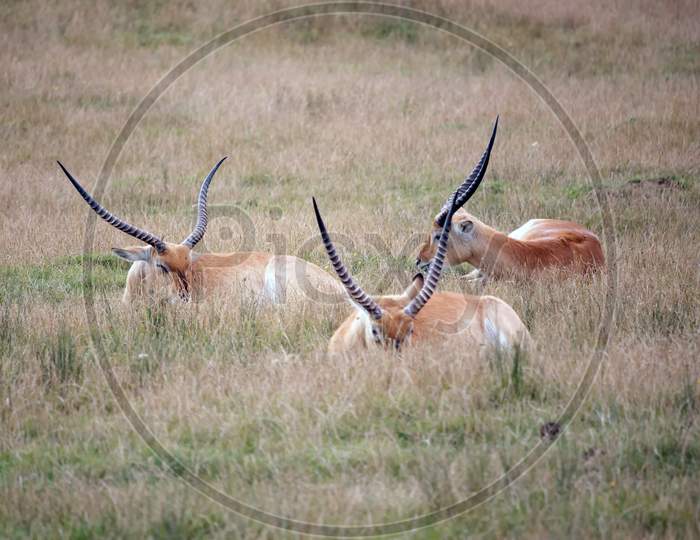 Red Lechwe Antelope (Kobus Leche)