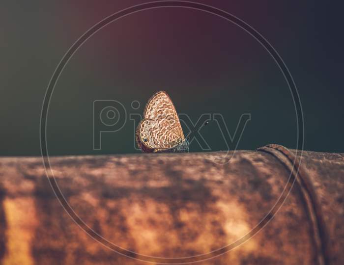 Beautiful Butterfly On a Bamboo Closeup Photo