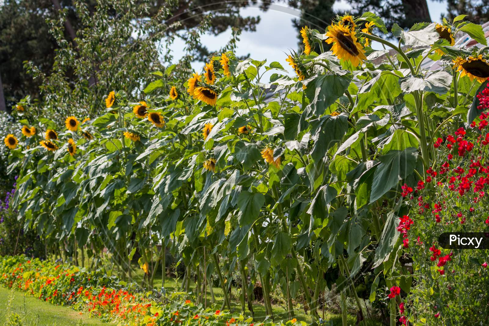 A Row Of Sunflowers (Helianthus Annuus) Blooming In The Summer Sunshine