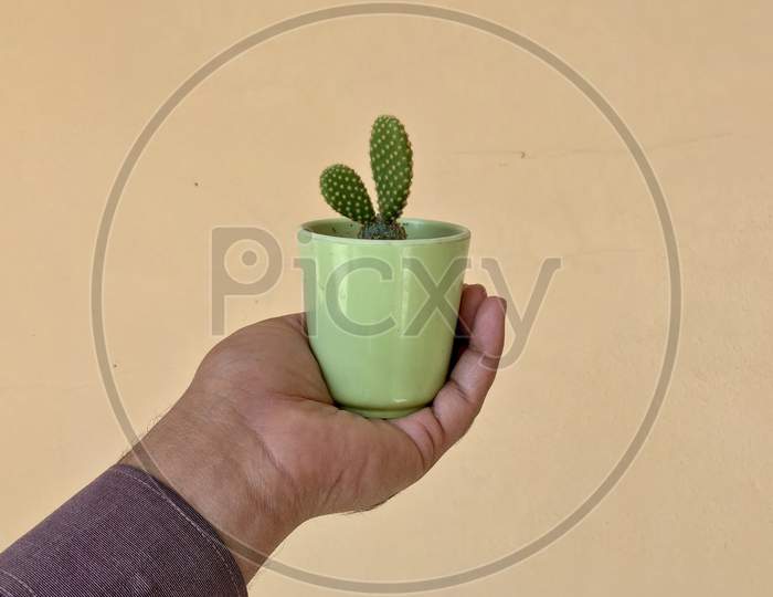 Bunny Ears Cactus In Small Pot With Beige Background