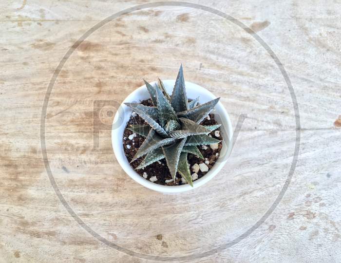 Haworthia Limifolia in a White Ceramic Pot on wooden table topview