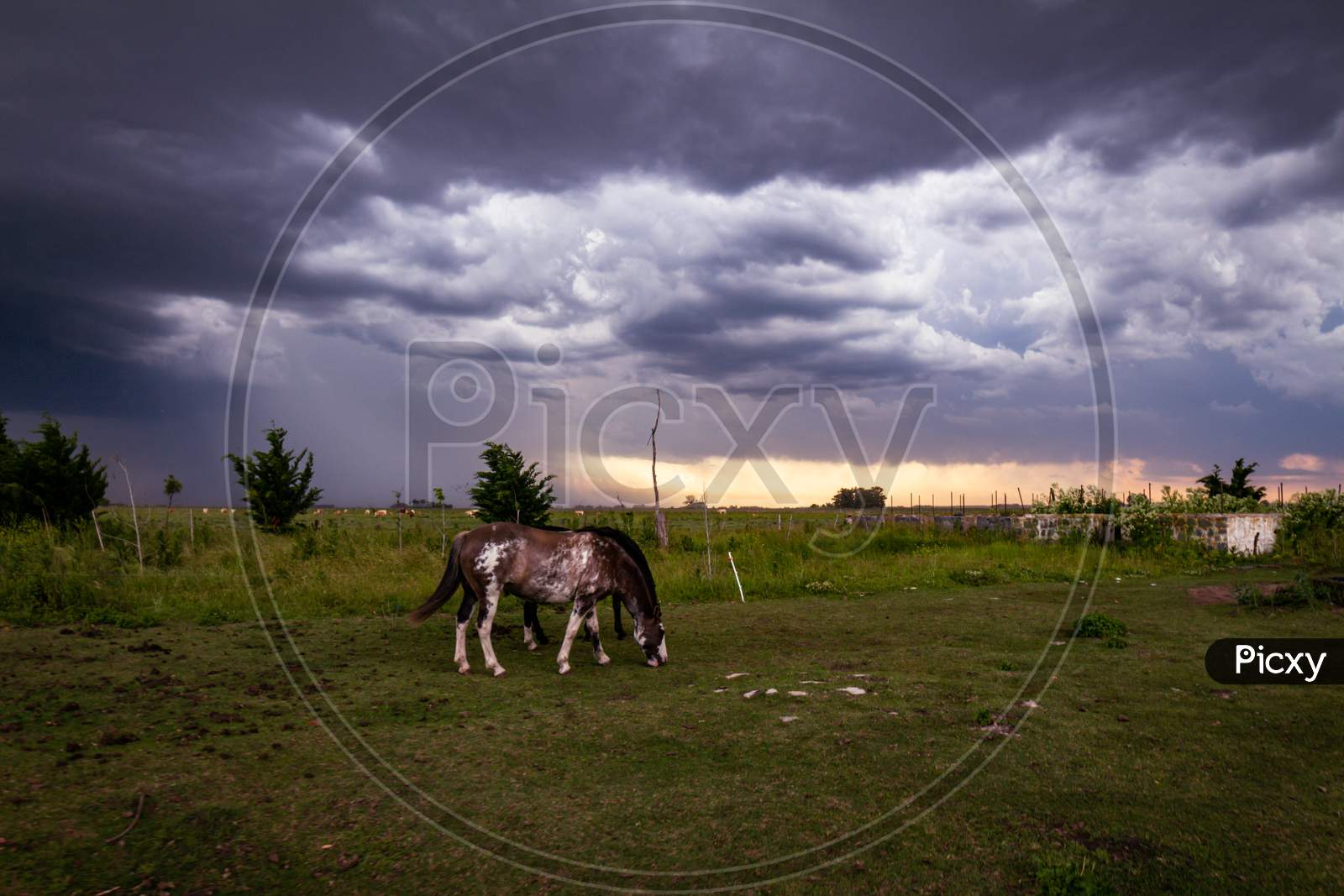 Beautiful Horses Of Brown And White Colors In The Field. Equines In Their Home On A Stormy Day.