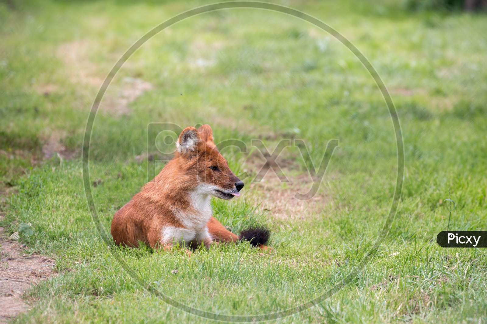 Dhole (Cuon Alpinus) Also Called The Asiatic Wild Dog Or Indian Wild Dog