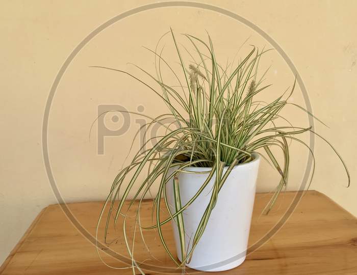 Ornamental Grass In A Ceramic Pot. Ribbon Grass Variegated Placed On A Wooden Table