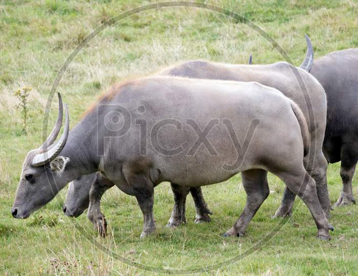 Water Buffalo Or Domestic Asian Water Buffalo (Bubalus Bubalis)
