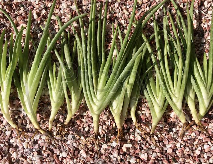 A Lot Of Aloe Vera Plants with Bare Roots