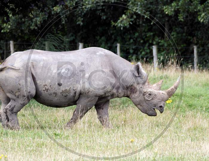 Black Rhinoceros Or Hook-Lipped Rhinoceros (Diceros Bicornis)