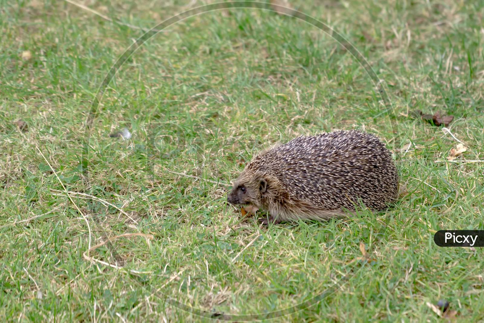 European Hedgehog (Erinaceus Europaeus)