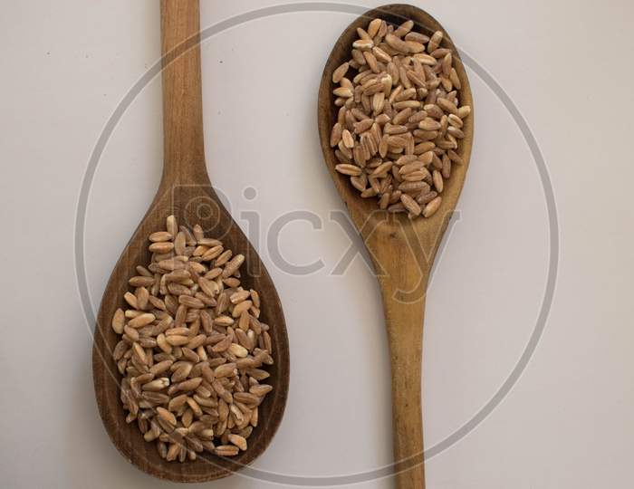 Wheat Grains In Two Wooden Spoons