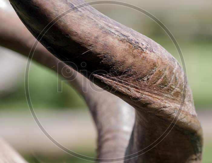 Greater Kudu (Tragelaphus Strepsiceros)