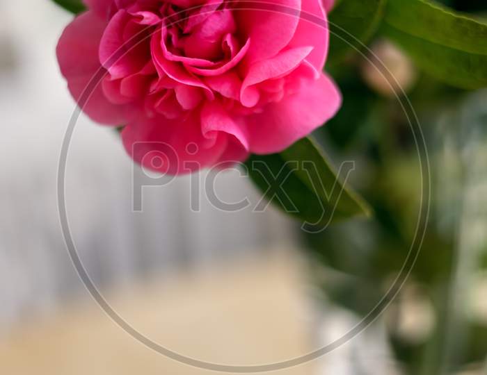 Pink Camellia Flower In Full Bloom In Springtime