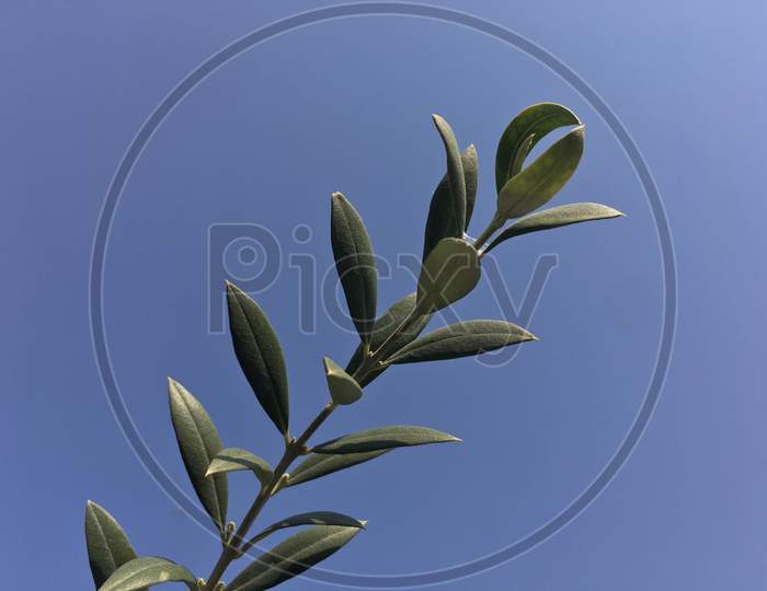 Olive Branch with blue sky in background