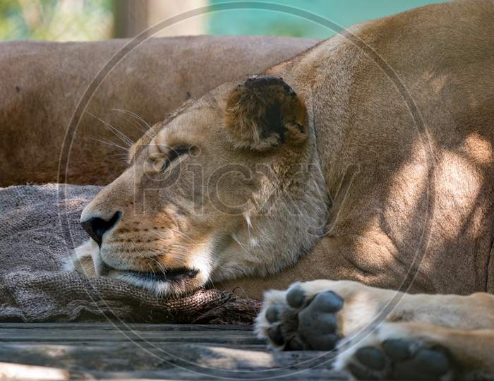 Barbary Lion (Panthera Leo Leo) Sleeping On Some Sack Cloth