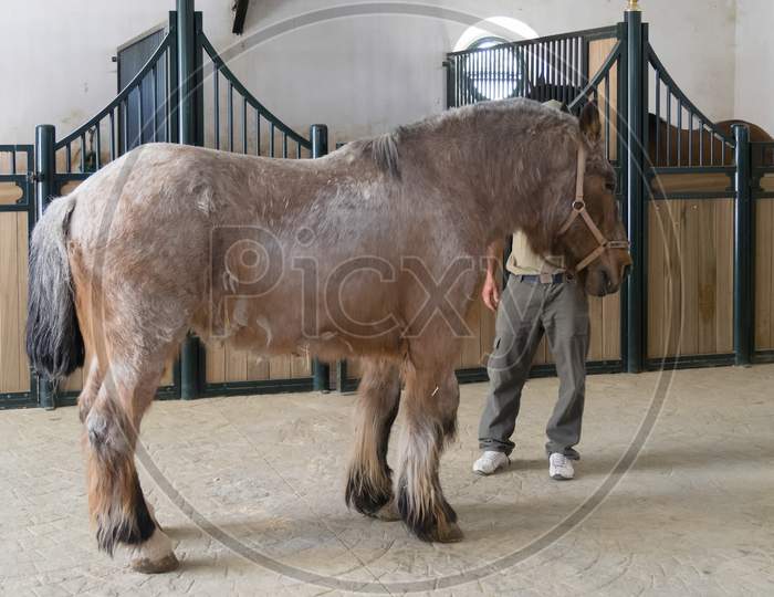 Ronda, Andalucia/Spain - May 8 : Percheron Picadors Horse In A Stable On A Farm Near Ronda Spain On May 8, 2014. Unidentified Person.