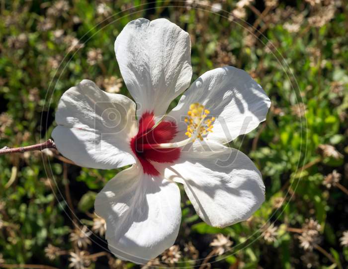 White Hibiscus In Marbella